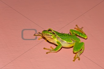 Tree frog on the vertical wall