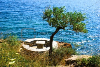 Olive tree near the sea