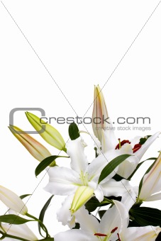 White lilies with copy space