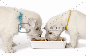 two white schnauzer puppies