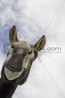 Funny Silly Jackass or Donkey