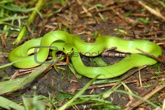Smooth Green Snake (Opheodrys vernalis)