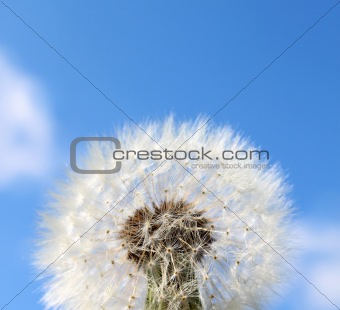 Fluffy dandelion seeds background