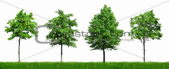 Four young green trees