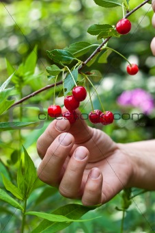 Cherry in hand