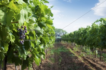 Spraying of vineyards