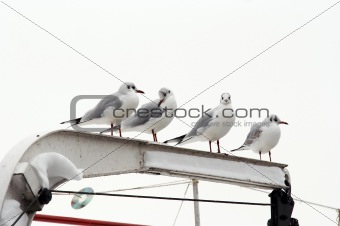 gulls on the roost