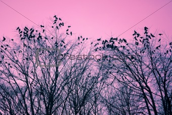 Birds and trees