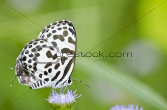 white butterfly in garden