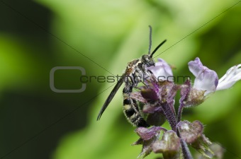 mammoth wasp in the green nature