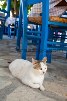 Greek cat in restaurant