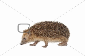 moving hedgehog