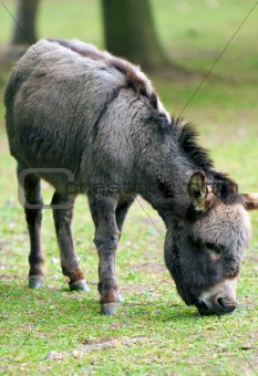 Donkey Grazing
