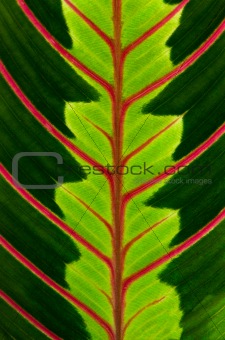 Green leaf with red veins 