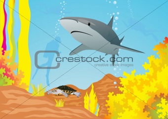 Shark and divers