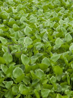 Water Hyacinth cover a pond 