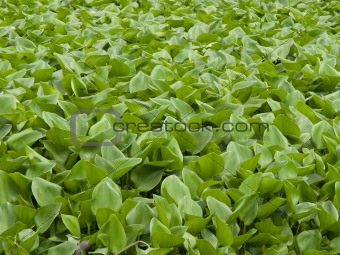 Water Hyacinth cover a pond 