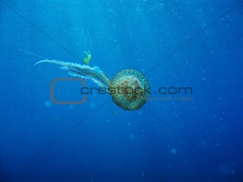 Wild Jelly Fish Floating In Ocean