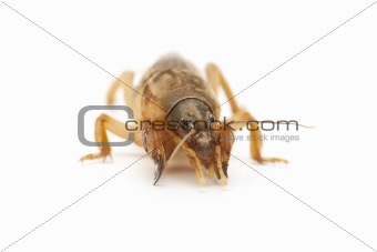 mole cricket 