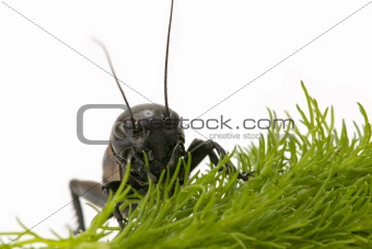 macro of a cricket
