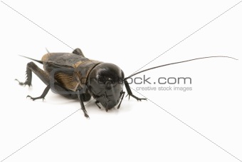 macro of a cricket