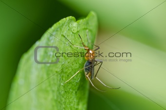 mosquito in forest or in the city