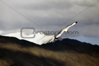 Brown Headed Gul Flying over the mountains
