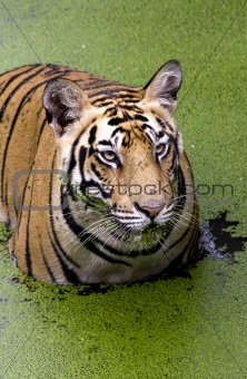 Angry look of Tiger