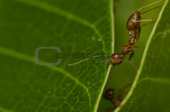 red ant powerful 
