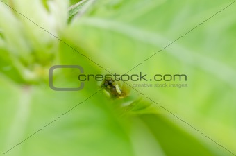 hide spider in green nature