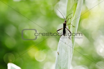 daddy-long-legs in green nature