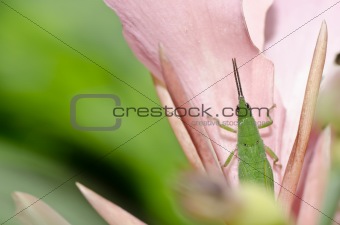 green grasshopper on pink flower