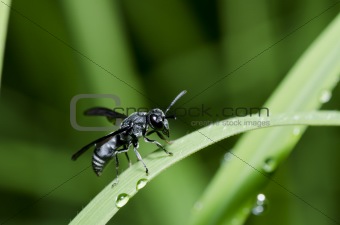 black wasp in green nature