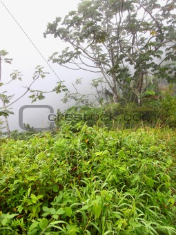 Foggy Puerto Rico Rainforest