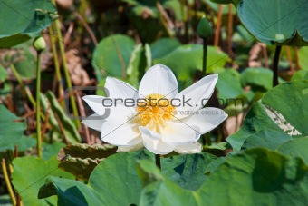 blooming lotus flower over green background