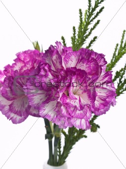 two pink carnation on a white background 