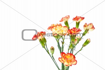 Group of Carnation, Dianthus caruyophyllus