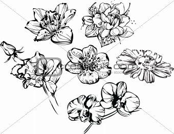 composition of flowers