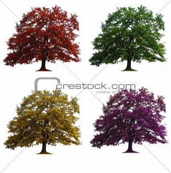 four oak trees isolated