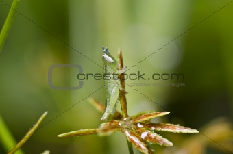 little grasshopper in green nature