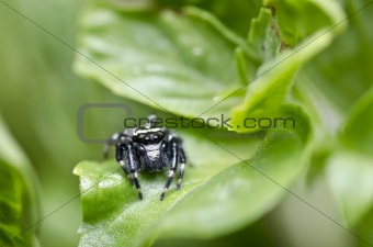 black and white spider in green nature