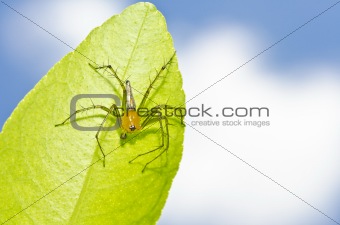 long legs spider and blue sky on green leaf 