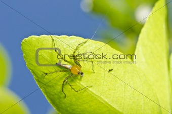 long legs spider and blue sky on green leaf 