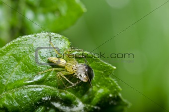 long legs spider eat bug on green leaf 