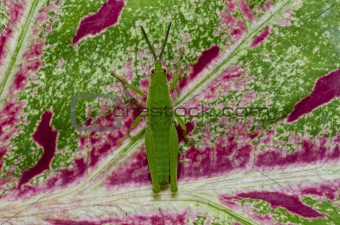 little grasshopper on colorful leaf in green nature 