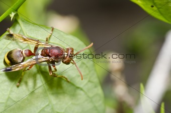 brown wasp in green nature