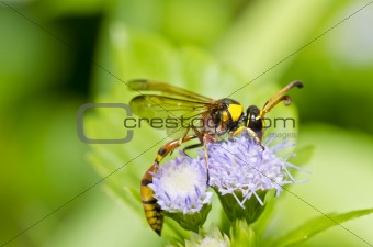 yellow wasp in green nature 