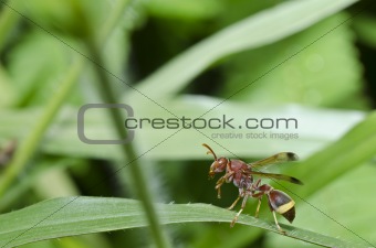 brown wasp in green nature