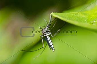 mosquito in forest