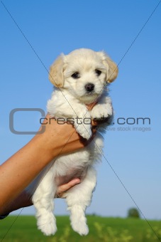 Holding sweet puppy in hands